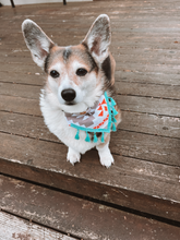 Load image into Gallery viewer, Bailey&#39;s Bandana XS

